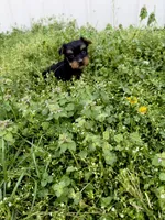 Mo, a male Yorkshire Terrier for sale in Athens, AL – Photo 6 of 6