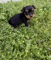 Mo, a male Yorkshire Terrier for sale in Athens, AL – Photo 5 of 6