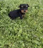 Mo, a male Yorkshire Terrier for sale in Athens, AL – Photo 2 of 6