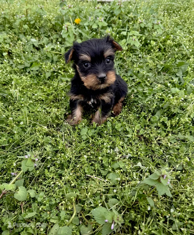 Mo – Yorkshire Terrier puppy for sale in Athens, AL