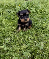 Mo, a male Yorkshire Terrier for sale in Athens, AL – Photo 1 of 6