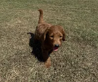 Tucker, a male Miniature Goldendoodle for sale in Athens, AL – 7 of 10