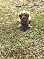 Jordan, a male Cavapoo for sale in Athens, AL – 8 of 10