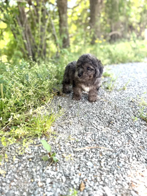 Tiger  – Poodle - Toy  puppy for sale in Athens, AL