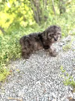 Tiger , a male Poodle - Toy  for sale in Athens, AL – Photo 3 of 8