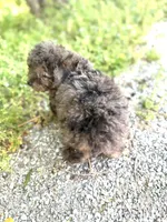 Tiger , a male Poodle - Toy  for sale in Athens, AL – Photo 2 of 8