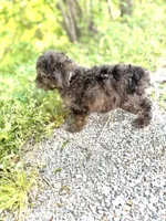 Tiger , a male Poodle - Toy  for sale in Athens, AL – Photo 8 of 8