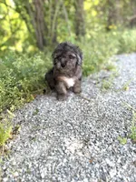 Tiger , a male Poodle - Toy  for sale in Athens, AL – Photo 5 of 8