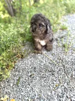 Tiger , a male Poodle - Toy  for sale in Athens, AL – Photo 6 of 8