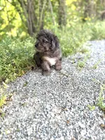 Tiger , a male Poodle - Toy  for sale in Athens, AL – Photo 7 of 8