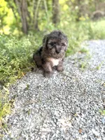 Tiger , a male Poodle - Toy  for sale in Athens, AL – Photo 4 of 8