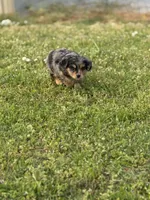 Lane, a male Miniature Aussiedoodle for sale in Athens, AL – Photo 2 of 7