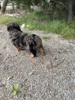 Lane, a male Miniature Aussiedoodle for sale in Athens, AL – Photo 4 of 7