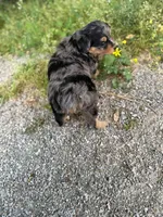 Lane, a male Miniature Aussiedoodle for sale in Athens, AL – Photo 7 of 7
