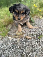 Lane, a male Miniature Aussiedoodle for sale in Athens, AL – Photo 3 of 7
