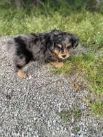 Lane, a male Miniature Aussiedoodle for sale in Athens, AL – Photo 5 of 7