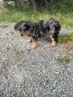 Lane, a male Miniature Aussiedoodle for sale in Athens, AL – Photo 6 of 7