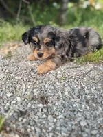 Lane, a male Miniature Aussiedoodle for sale in Athens, AL – Photo 1 of 7