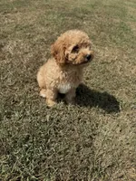 Jolene, a female Cavapoo for sale in Athens, AL – 8 of 10