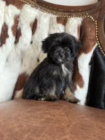 Sassy, a female Yorkipoo for sale in Athens, AL – 1 of 9
