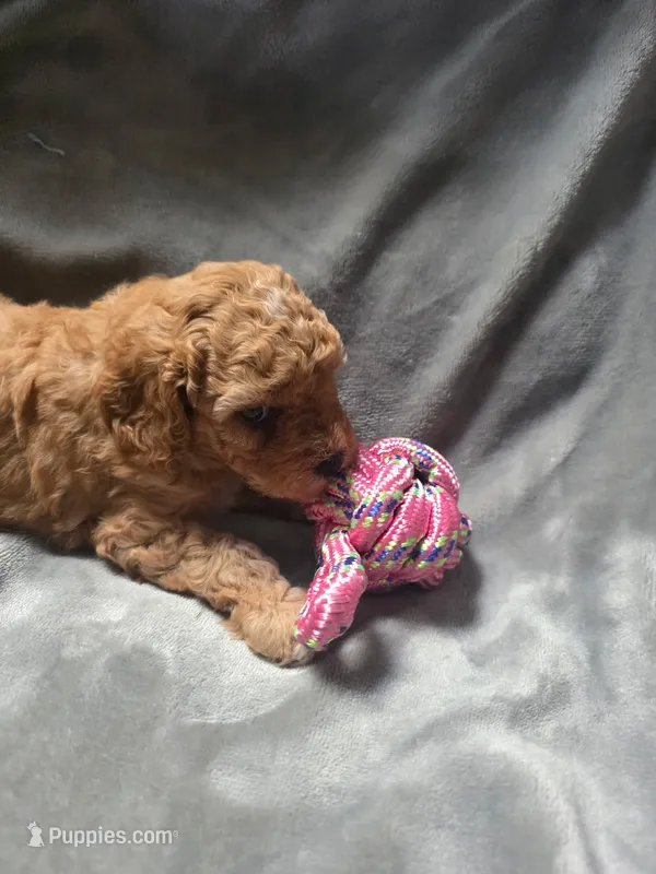 Kay – Cavapoo puppy for sale in Athens, AL