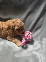 Kay, a female Cavapoo for sale in Athens, AL – 1 of 3