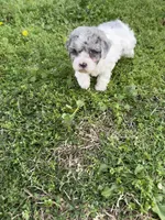 Flynn, a female Poodle - Toy  for sale in Athens, AL – Photo 7 of 10