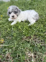 Flynn, a female Poodle - Toy  for sale in Athens, AL – Photo 3 of 10