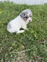 Flynn, a female Poodle - Toy  for sale in Athens, AL – Photo 6 of 10