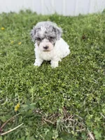 Flynn, a female Poodle - Toy  for sale in Athens, AL – Photo 4 of 10