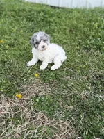 Flynn, a female Poodle - Toy  for sale in Athens, AL – Photo 9 of 10
