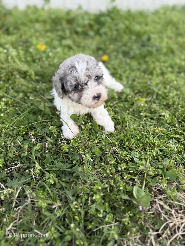 Flynn – Poodle - Toy  puppy for sale in Athens, AL