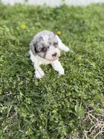 Flynn, a female Poodle - Toy  for sale in Athens, AL – Photo 1 of 10