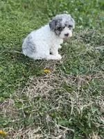 Flynn, a female Poodle - Toy  for sale in Athens, AL – Photo 8 of 10