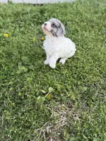 Flynn, a female Poodle - Toy  for sale in Athens, AL – Photo 10 of 10