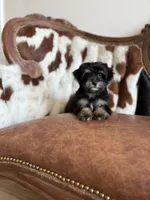 Darla, a female Yorkipoo for sale in Athens, AL – 8 of 10