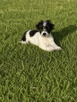 Lexie, a female Poodle - Toy  for sale in Athens, AL – 7 of 8