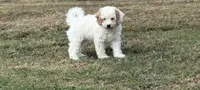 Joni, a female Cavapoo for sale in Athens, AL – 3 of 10