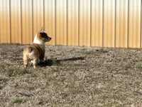 Frank, a male Pembroke Welsh Corgi for sale in Athens, AL – Photo 6 of 10