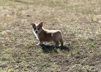 Frank, a male Pembroke Welsh Corgi for sale in Athens, AL – Photo 7 of 10