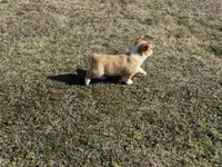 Frank, a male Pembroke Welsh Corgi for sale in Athens, AL – Photo 8 of 10