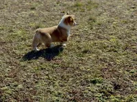Frank, a male Pembroke Welsh Corgi for sale in Athens, AL – Photo 10 of 10