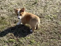 Frank, a male Pembroke Welsh Corgi for sale in Athens, AL – Photo 5 of 10