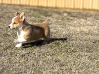Frank, a male Pembroke Welsh Corgi for sale in Athens, AL – Photo 2 of 10