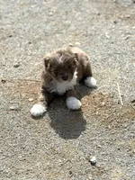 Cocoa, a female Miniature Aussiedoodle for sale in Athens, AL – Photo 8 of 10