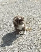 Cocoa, a female Miniature Aussiedoodle for sale in Athens, AL – Photo 2 of 10