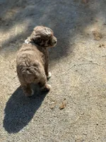 Cocoa, a female Miniature Aussiedoodle for sale in Athens, AL – Photo 5 of 10