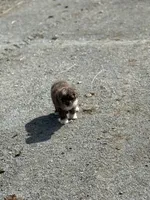 Cocoa, a female Miniature Aussiedoodle for sale in Athens, AL – Photo 9 of 10