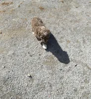 Cocoa, a female Miniature Aussiedoodle for sale in Athens, AL – Photo 6 of 10