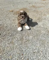 Cocoa, a female Miniature Aussiedoodle for sale in Athens, AL – Photo 10 of 10